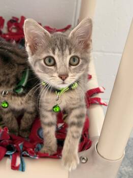 Seraphim -  Domestic Short Hair Cat for Adoption in Stafford, Virginia - Seraphim | PetCurious