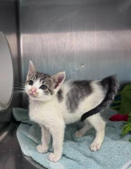 Jelly Filled -  Domestic Short Hair Cat for Adoption in Santa Rosa, California - Jelly Filled | PetCurious