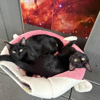 Orzo & Ziti -  Domestic Short Hair Cat for Adoption in Asheville, North Carolina - Orzo & Ziti | PetCurious