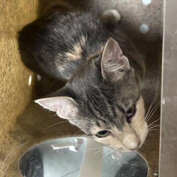 Sophia -  Domestic Short Hair Cat for Adoption in Philadelphia, Pennsylvania - Sophia | PetCurious