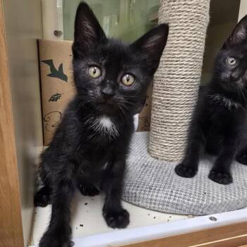 Smudge -  Domestic Short Hair Cat for Adoption in Prince Frederick, Maryland - Smudge | PetCurious