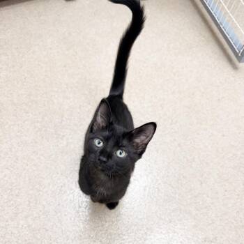Lyra -  Domestic Short Hair Cat for Adoption in Oshkosh, Wisconsin - Lyra | PetCurious