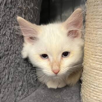 Ambrosia -  Domestic Medium Hair Cat for Adoption in Baker City, Oregon - Ambrosia | PetCurious