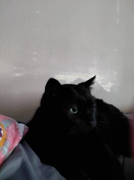 Domestic Short Hair Cats Available for Adoption - Tinkerbell | PetCurious