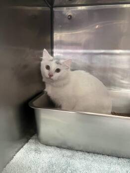 Domestic Medium Hair Cats Available for Adoption in Murray, Kentucky - Mona Lisa | PetCurious