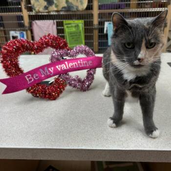 Domestic Short Hair Cats Available for Adoption - Cannoli | PetCurious