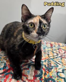 Domestic Short Hair Cats Available for Adoption in Merrillville, Indiana - Purin Pudding | PetCurious