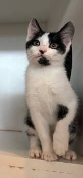 Marzipan -  Domestic Short Hair Cat Available for Adoption in Hyde Park, New York - Marzipan | PetCurious