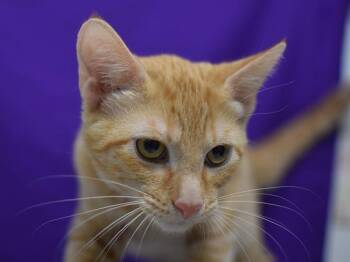 Meeple -  Domestic Short Hair Cat for Adoption in Portland, Oregon - Meeple | PetCurious