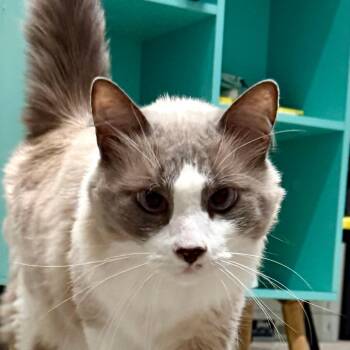 George -  Himalayan Cat for Adoption in Durango, Colorado - George | PetCurious