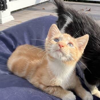 Rescue Tabby and Domestic Short Hair Cats for Adoption in UNIVERSITY PA, Maryland - Hocus | PetCurious