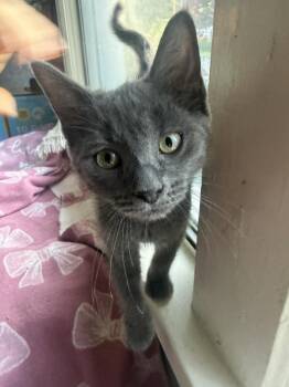 Buzz -  Domestic Short Hair Cat for Adoption in Little Rock, Arkansas - Buzz | PetCurious