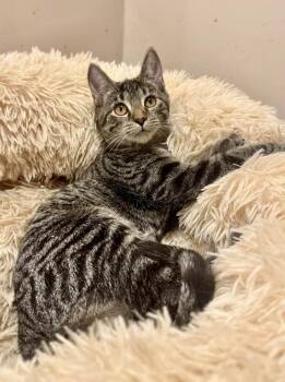 Rescue Tabby Cats for Adoption in Columbia, South Carolina - Pepsi | PetCurious