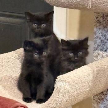Dobby -  Domestic Short Hair Cat for Adoption in Wheaton, Illinois - Dobby | PetCurious