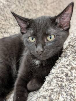 Bel Air -  Domestic Short Hair Cat for Adoption in Tilton, Illinois - Bel Air | PetCurious