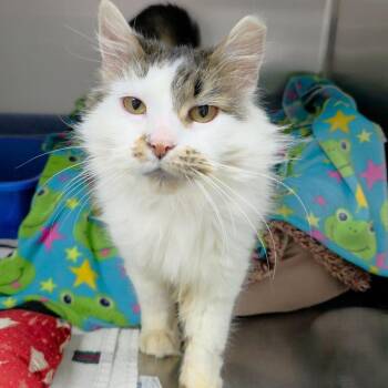 Domestic Long Hair Cats Available for Adoption in Michigan City, Indiana - Yasmin | PetCurious