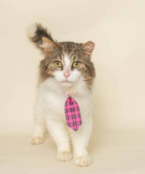 Domestic Long Hair Cats Available for Adoption in Wyandotte, Michigan - BANKER | PetCurious