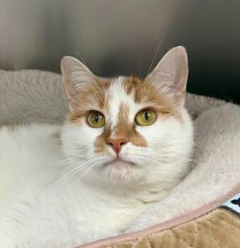 Sparky -  Domestic Short Hair Cat for Adoption in State College, Pennsylvania - Sparky | PetCurious