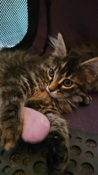 Como -  Domestic Long Hair Cat for Adoption - Como | PetCurious