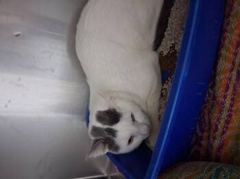Willow -  Domestic Short Hair Cat for Adoption in Lake Havasu City, Arizona - Willow | PetCurious
