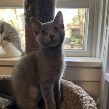 Minka -  Domestic Short Hair Cat for Adoption in Davis, California - Minka | PetCurious