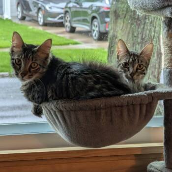Maine Coon and Domestic Long Hair Cats Available for Adoption in East Amherst, New York - Mirabel & Bruno (Bonded) | PetCurious