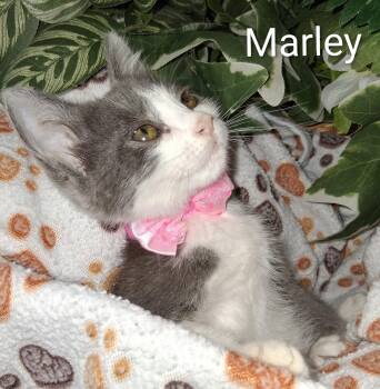 Marley -  Domestic Short Hair Cat for Adoption in Redondo Beach, California - Marley | PetCurious