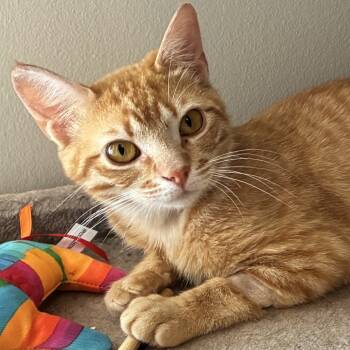 Rescue Domestic Short Hair Cats for Adoption in Cumming, Georgia - Adira | PetCurious