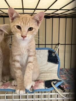 Sebastian -  Domestic Short Hair Cat for Adoption in Lunenburg, Massachusetts - Sebastian | PetCurious