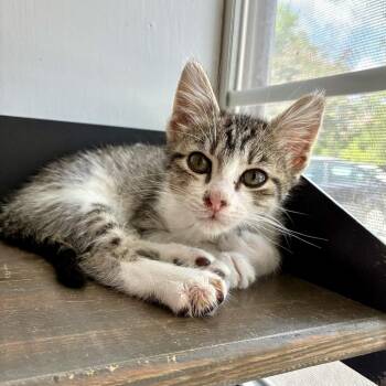Tiptoe Freaky -  Domestic Short Hair Cat for Adoption in Carencro, Louisiana - Tiptoe Freaky | PetCurious