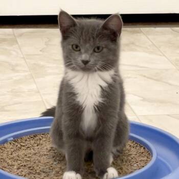 Wind -  Domestic Short Hair Cat for Adoption in Las Vegas, Nevada - Wind | PetCurious