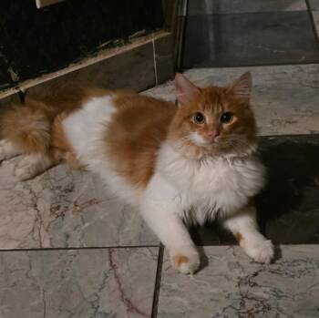 Domestic Long Hair Cats Available for Adoption - REESES | PetCurious