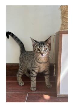 Rescue Domestic Short Hair Cats for Adoption in Ashland, Kentucky - Ying | PetCurious