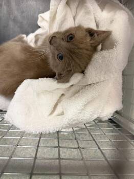 Domestic Short Hair Cats Available for Adoption in Ontario, California - SWEETIE | PetCurious