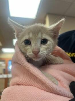 LYCHEE -  Domestic Short Hair Cat for Adoption in Blythe, California - LYCHEE | PetCurious