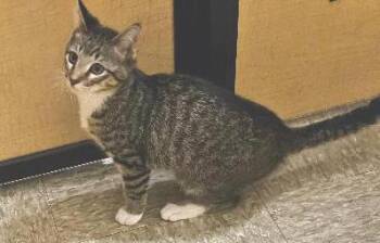 Sullivan -  Tabby Cat for Adoption in Tulsa, Oklahoma - Sullivan | PetCurious