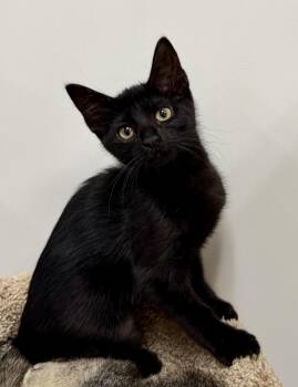 Tango- Riley Fuzzel Petsmart -  Domestic Short Hair Cat for Adoption in Spring, Texas - Tango- Riley Fuzzel Petsmart | PetCurious