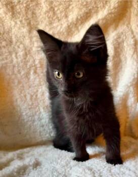 Sailor -  Domestic Medium Hair Cat for Adoption in Glocester, Rhode Island - Sailor | PetCurious