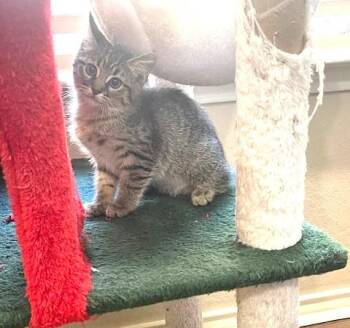 Rescue American Shorthair Cats for Adoption in Schertz, Texas - Stacy | PetCurious