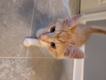 Whitaker -  Domestic Short Hair Cat for Adoption in Moncks Corner, South Carolina - Whitaker | PetCurious