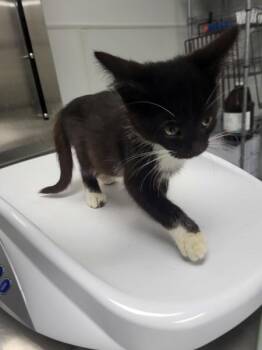If-1 Midnight -  Domestic Medium Hair Cat for Adoption in Lawrenceville, Georgia - If-1 Midnight | PetCurious