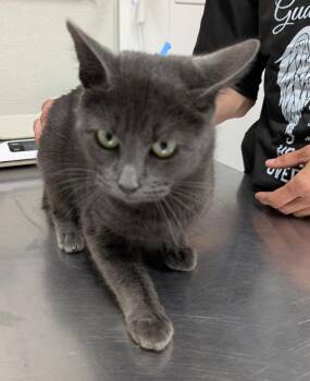 Domestic Short Hair Cats Available for Adoption in Fall River, Massachusetts - Myra | PetCurious