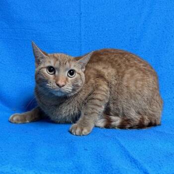 Roscoe -  Domestic Short Hair Cat for Adoption in Waterloo, Iowa - Roscoe | PetCurious