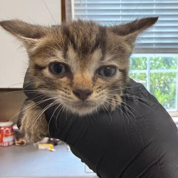 Jimmy Socks -  American Shorthair Cat for Adoption in Troy, Virginia - Jimmy Socks | PetCurious