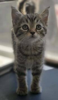 Rescue Domestic Short Hair Cats for Adoption in Woodsfield, Ohio - Richard | PetCurious