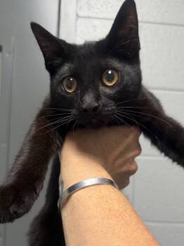 Stella -  Domestic Short Hair Cat for Adoption in Henderson, North Carolina - Stella | PetCurious