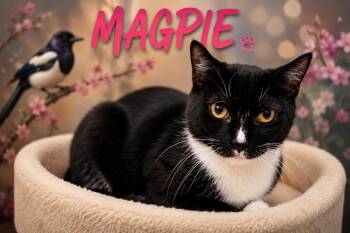 Magpie (FCID# 06/25/2026 - 75 Trainer) -  Tuxedo Cat for Adoption in Greenville, Delaware - Magpie (FCID# 06/25/2026 - 75 Trainer) | PetCurious