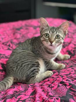 Rescue Domestic Short Hair Cats for Adoption in Quail Heights, Florida - Harpsichord | PetCurious