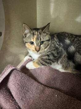 Rescue Domestic Short Hair Cats for Adoption in Winnipeg, Manitoba - Sugar Cookie | PetCurious