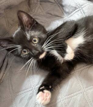 Domestic Short Hair Cats Available for Adoption in Ventura, California - Axl | PetCurious